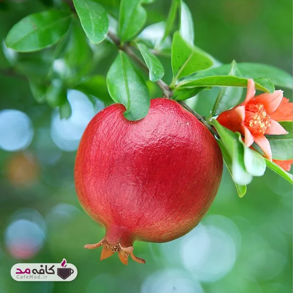 درمانهای خانگی برای زیبا کردن لبها