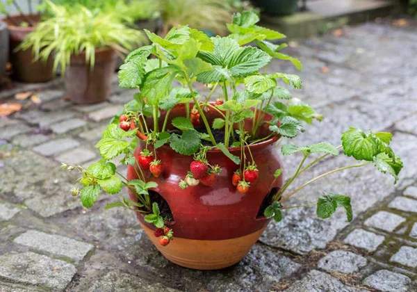 گیاهان بالکنی